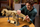 Set LEGO Dinosaur Fossils Tyrannosaurus Rex, model ndërtimi, dekor ekspozite, shumëngjyrësh