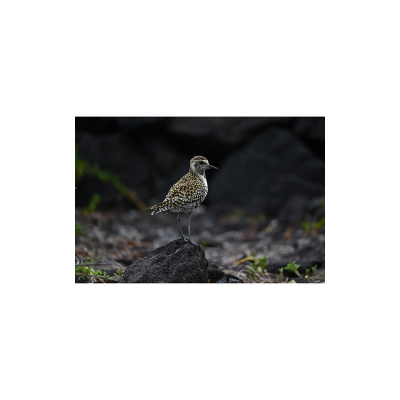 Lente NIKKOR Z 400mm f/4.5 VR S
