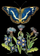 Kart urimi Madame Treacle B6, me zarf, flutur blu