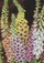Kartolinë urimi Foxglove ST358 B6, me zarf, shumëngjyrëshe