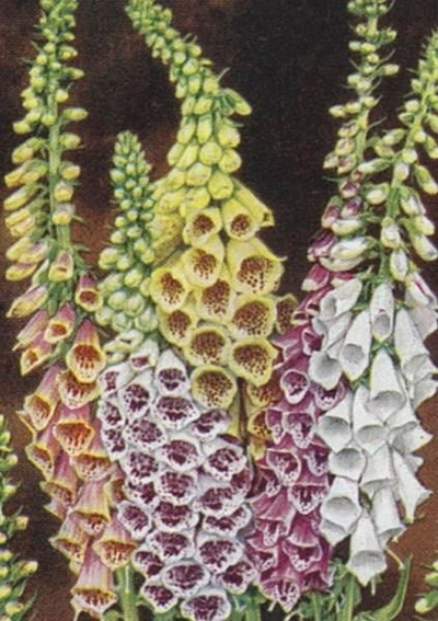 Kartolinë urimi Foxglove ST358 B6, me zarf, shumëngjyrëshe