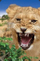 3Д картолина Worth Keeping Mini Lion, тридимензионален ефект, stone paper хартија, повеќебојна