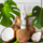 Sprej multifunksional për flokë Biolage All In One Coconut