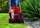 Kositëse bari Einhell GE-CM 18/32 Li-Solo (3413256)