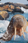 Kartolinë 3D Mini Card Walrus, efekt tredimensional, stone paper, shumëngjyrëshe