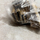 Kapëse zyre Rapid Stapling, 3600 copë, metal, ngjyrë metal