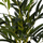 Вештачко растение Atmosphera Palm Reed, висина 80 cm, саксија од трска, беж