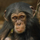 Kartolinë katrore me zarf BBC Earth Baby Chimp, pa tekst
