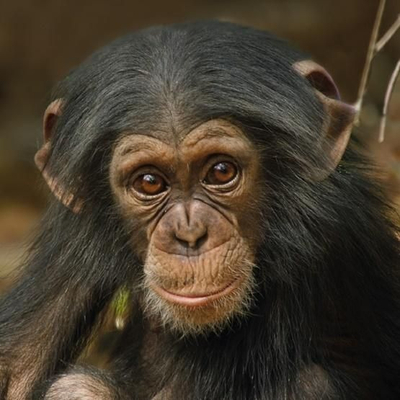 Kartolinë katrore me zarf BBC Earth Baby Chimp, pa tekst