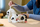 Set ndërtimi LEGO Disney 43269 101 Dalmatians Puppy, model koleksionues, për të rritur, shumëngjyrësh
