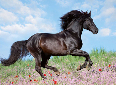 Puzzle Ravensburger Black Horse, 200 copa, për të rritur