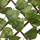 Декоративен панел за градина Nature Garden Trellis, дрво од врба, вештачки лисја, темно зелена