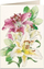 Kartë urimi Tassotti B6 5932 Lilies 2, letër 200 g m², me zarf