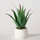 Bimë artificiale aloe Boltze MONDRAGO, 29 cm, me vazo, jeshile