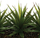 Vazo dekorative me bimë artificjale Aloe Vera, 3 fidane, 31x16x17 cm, jeshile