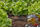 Bojë T Gardena Micro Drip, për spërkatës dhe pika fundore, 4.6mm, e zezë