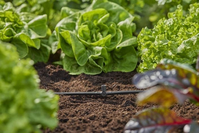 Bojë T Gardena Micro Drip, për spërkatës dhe pika fundore, 4.6mm, e zezë