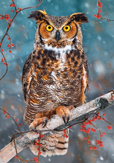 Puzzle Castorland Owl (52387), shumëngjyrësh