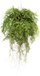 Bimë artificiale varëse Emerald Fern, 55 cm, me rrënjë, jeshile