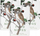 Bлок бележник Field Notes Birds And Trees Of North America, мал формат, корица со дизајн со птици и дрвја, шарен