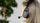 Kufje me mikrofon Speedlink SONA, mono, Bluetooth USB, të zeza