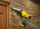 Pistoletë silikoni Stanley FATMAX V20 SFMCE600B XJ, pa bateri, 18V