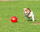 Lodër top për qen Boomer Ball Indestructible L, 20 cm, plastik, i kuq