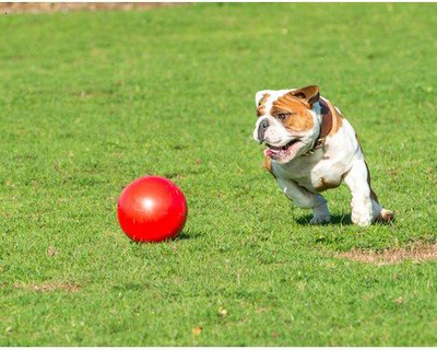 Lodër top për qen Boomer Ball Indestructible L, 20 cm, plastik, i kuq