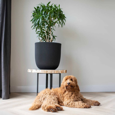 Vazo Capi Europe Planter Ball Groove NL, 43x41cm, plastike e lehtë, e zezë