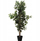 Bimë artificiale Home Styling Collection Ficus, 115cm, plastikë, vazo e zezë