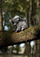 Lodër pelushi Animigos Koala With Baby, me bebe, gri