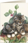 Kartolinë Tassotti Cats 7538, format B6, me zarf, shumëngjyrshe