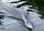 Varkë me telekomandë Amewi RC Model Speedboat RtR, 633 mm, 2.4 GHz, e bardhë