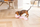 Играчка за кучиња Beeztees Puppy Flatino Flamingo, рамен плюш, без свирче