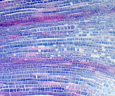 Mikroskop Delta Optical Genetic Bino, binokullare, me dritë të brendshme, i bardhë