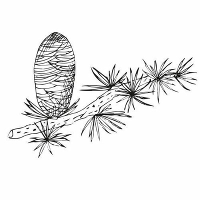 Vaj esencial Alteya organics BIO 100% Cedar, 10 ml