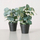 Bimë artificiale Boltze Home sage eucalyptus, në vazo, jeshile, vazo e zezë