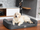 Shtrat qeni HobbyDog Elegant Mattress XXL, 120x80 cm, sfungjer, i zi