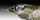 Set makete Revell Hawker Harrier GR1 50 vjetori, shkalla 1:32, me bojëra dhe ngjitësa, kamuflazh ushtarak