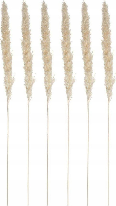 Set dekorativ Pampa, 6 degë, 65 cm, ngjyrë natyrale