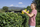 Gërshërë kopshti me bateri Karcher HGE 18-50 Set, 50 cm, 18V 2.5Ah, verdhë e zezë