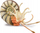 Figurë edukative CollectA Pleuroceras Ammonite XL, model fosili, shumëngjyrëshe