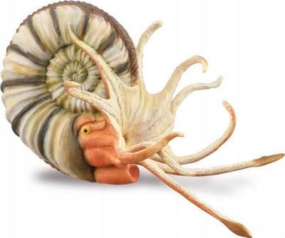 Figurë edukative CollectA Pleuroceras Ammonite XL, model fosili, shumëngjyrëshe