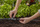 Pjesë lidhëse Gardena Micro Drip T-Joint, 13mm 1/2", e zezë