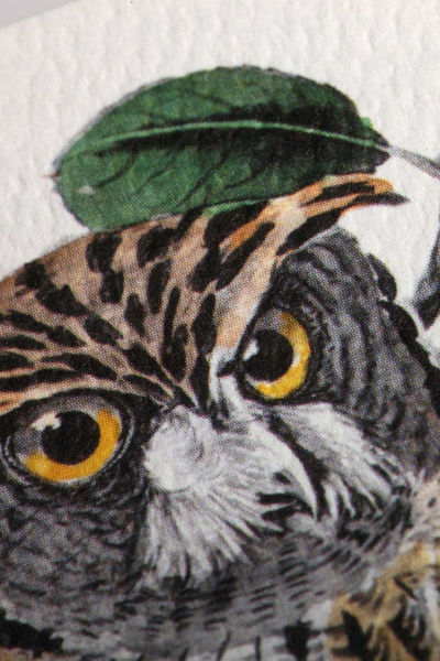 Bлок бележник Field Notes Birds And Trees Of North America, мал формат, корица со дизајн со птици и дрвја, шарен