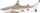Фигурина играчка Папо Blacktip Reef Shark, пластика, повеќебојна