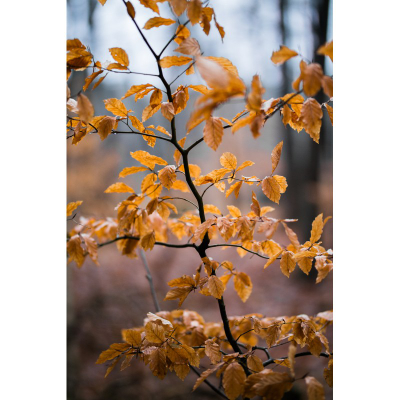 Lente Sigma Art 85mm f/1.4 DG HSM për Nikon