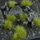 Tufa bari Gamers Grass Dry Green Wild, 6 mm, jeshile e tharë