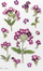 Ngjitëse zbukuruese Appree Flowers Verbena, PET, 150x94mm, shumëngjyrëshe