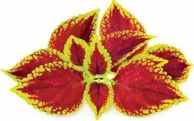 Капсули за растенија Click &amp; Grow Painted Nettle, сет 3 парчиња, декоративни, повеќебојни